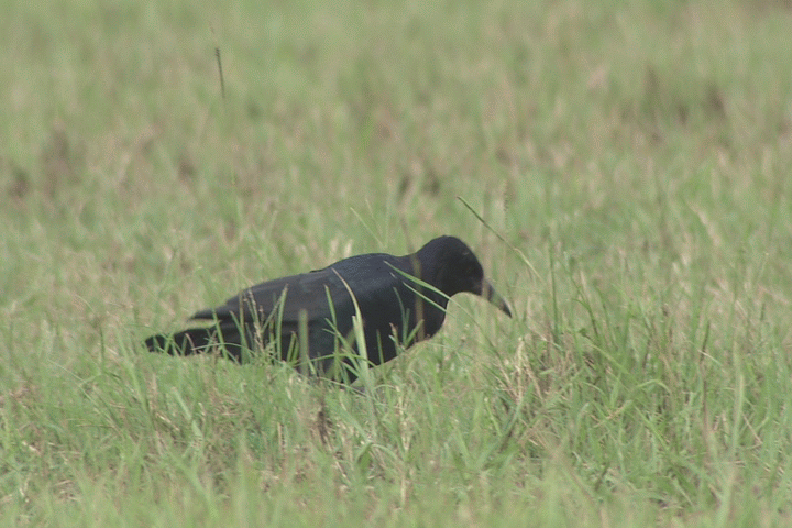 Raven
